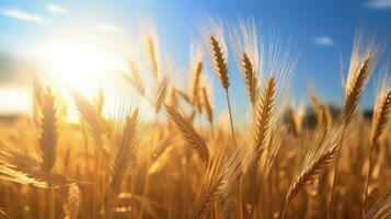 Bright sunlight illuminating barley stalks in a field. silhouette concept photo