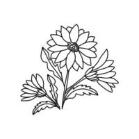 Hand drawn simple doodle white chrysanthemum flower. Isolated on white background. vector