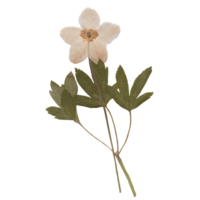 Isolated Pressed and dried White flower. Aesthetic scrapbooking Dry plants png