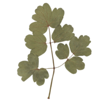 Isolated Pressed and dried Leaf. Aesthetic scrapbooking Dry plants png