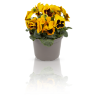 pensée fleurs dans plein Floraison des buissons dans des pots décorer le balcon primevère primula fleurs dans plein Floraison des buissons dans des pots décorer le balcon Couper en dehors isolé transparent Contexte png