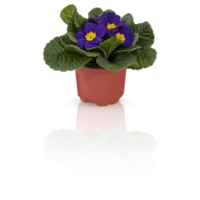 primevère primula fleurs dans plein Floraison des buissons dans des pots décorer le balcon Couper en dehors isolé transparent Contexte png
