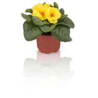 primevère primula fleurs dans plein Floraison des buissons dans des pots décorer le balcon Couper en dehors isolé transparent Contexte png