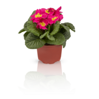 primevère primula fleurs dans plein Floraison des buissons dans des pots décorer le balcon Couper en dehors isolé transparent Contexte png