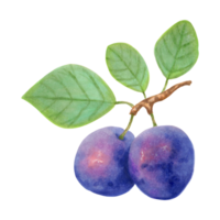 prune fruit.réaliste branche avec violet entier des fruits et vert feuilles.délicieuses botanique illustration.main tiré illustration avec Marqueurs et aquarelle. png