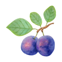 Plum fruit.Realistic branch with purple whole fruits and green leaves.Delicious botanical illustration.Hand drawn illustration with markers and watercolor. png