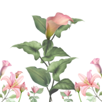 rosado lirio flor antecedentes png