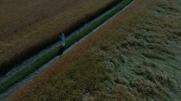 an aerial view of a person walking through a field video