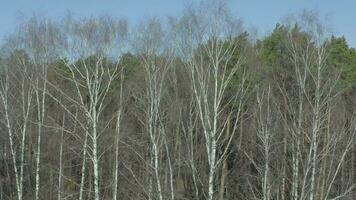 Antenne Aussicht von ein Wald mit nackt Bäume video