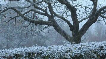 une arbre couvert dans neige dans le milieu de une champ video