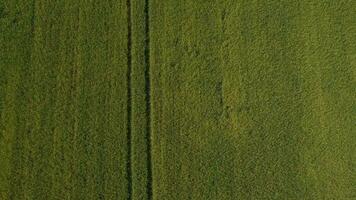 un aereo Visualizza di un' campo con verde erba video