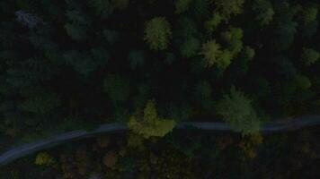 aerial view of a winding road through a forest video