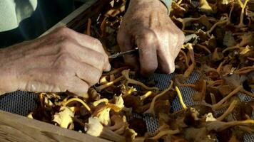 een Mens is snijdend omhoog champignons in een houten doos video