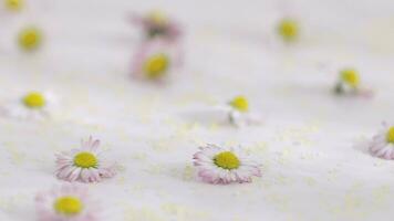 uma grupo do branco e amarelo margaridas em uma branco superfície video