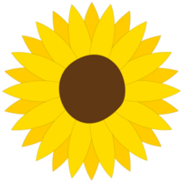 Bright yellow sunflower png