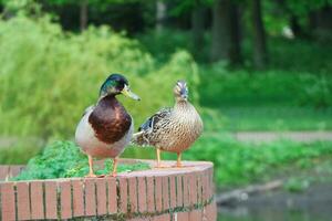 Cute Water Bird at Local Public Park's Lake of Bedford City of England Great Britain, UK. Image Was Captured on April 22nd, 2023 photo