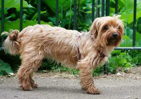 linda mascota perro es posando en un local público parque de Londres ciudad de Inglaterra genial Bretaña Reino Unido, mayo 23, 2023 foto