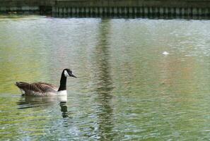 Cute Water Bird at Local Public Park's Lake of Bedford City of England Great Britain, UK. Image Was Captured on April 22nd, 2023 photo