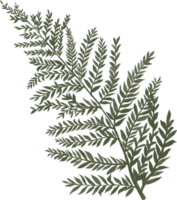 charmig kronblad blomma isolerat element png