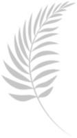 a fern leaf on a transparent background png
