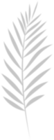 ein Palme Blatt auf ein transparent Hintergrund png