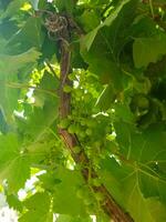 View of Grapes from Below photo