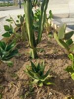 Beauty of a garden when meets mandacaru and aloes and barbary fig photo