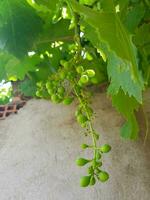 Grapes hanging on his branch photo