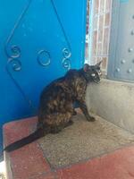 Black and gold cat alone photo