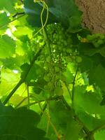 un maravilloso ver de verde vides y uva Fruta foto