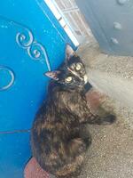 Tortoiseshell cat sitting on a staircase photo