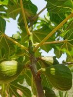 higo árbol rama con inmaduro frutas foto