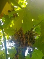Bird nest on a branch of a vine photo