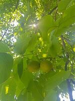 luz de sol entra desde un nuez árbol rama foto