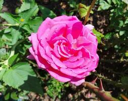 Rose flower in the garden photo