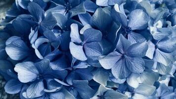 Macro photography of the flowers of the blue Hydrangea macrophylla. Close-up. floral background photo