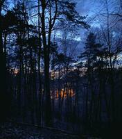 View of the sunset through the silhouettes of trees. Evening coniferous forest in spring photo