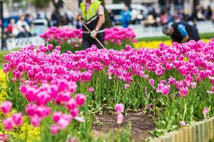 Tulips in Istanbul photo