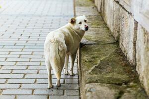 Homeless sad dog photo