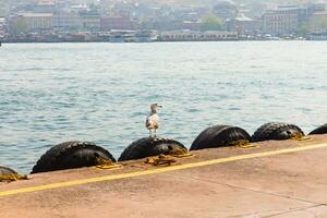 gaviotas y mar foto