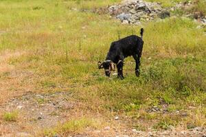 Turkey livestock, sheep and cattle on a farm photo