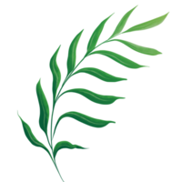 aquarelle feuille verte png