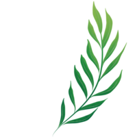 aquarelle feuille verte png