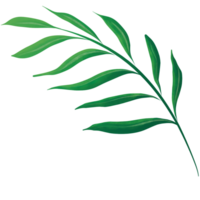 aquarelle feuille verte png