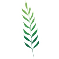 aquarelle feuille verte png