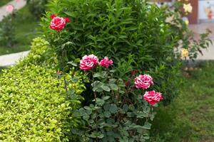 rosas en el jardin foto