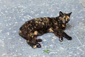 gato en la calle foto