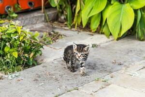 kittens in the garden photo