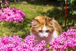 linda gato en el flores foto