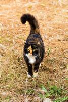 gato en la calle foto